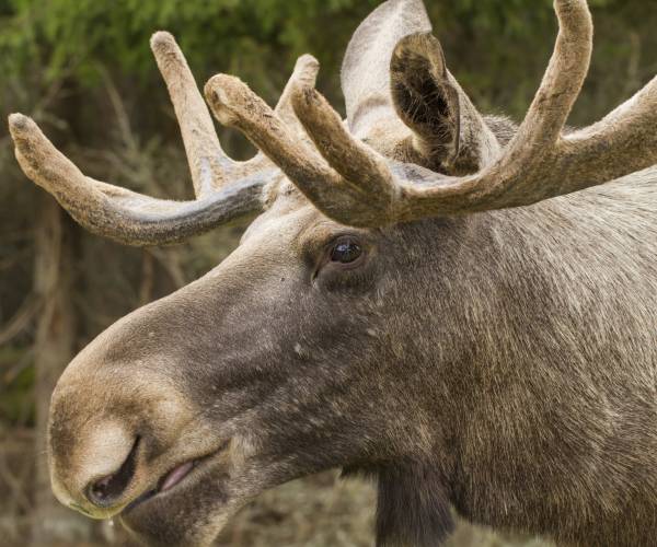 Elk healthy in the Wildlife park Rhineland