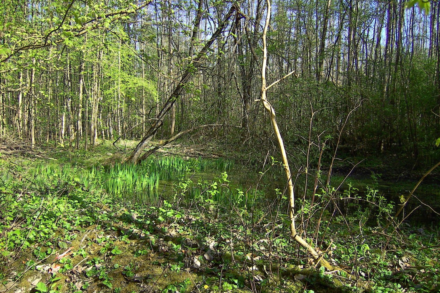 Biotop im Wald